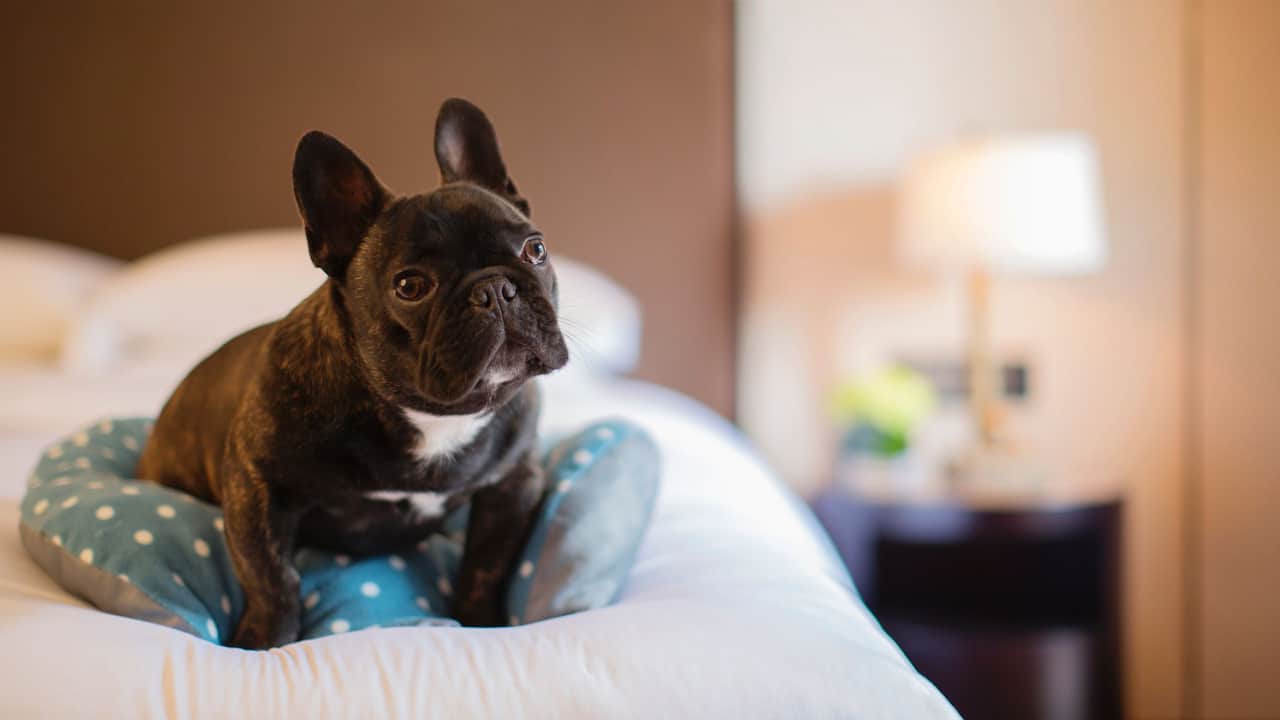 Dog on Bed