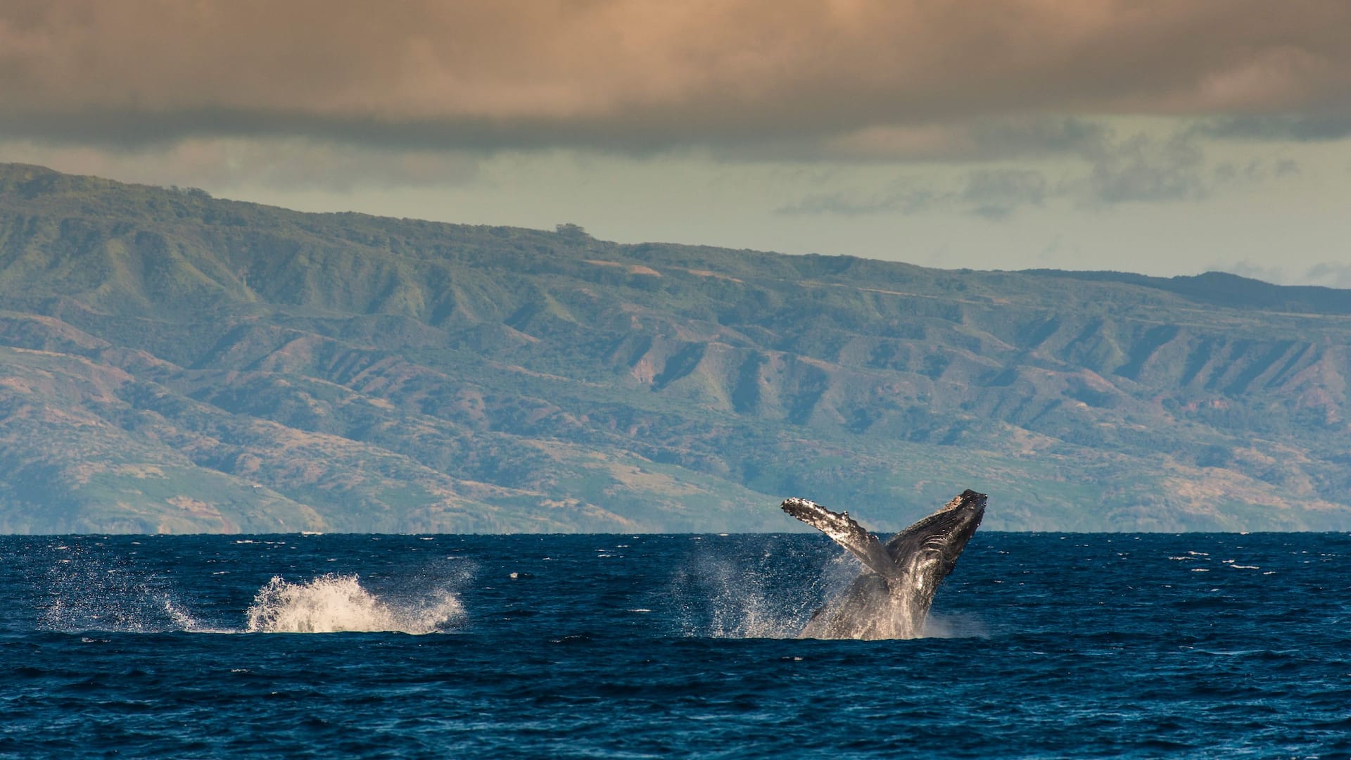 Hyatt Regency Maui Resort and Spa Whales