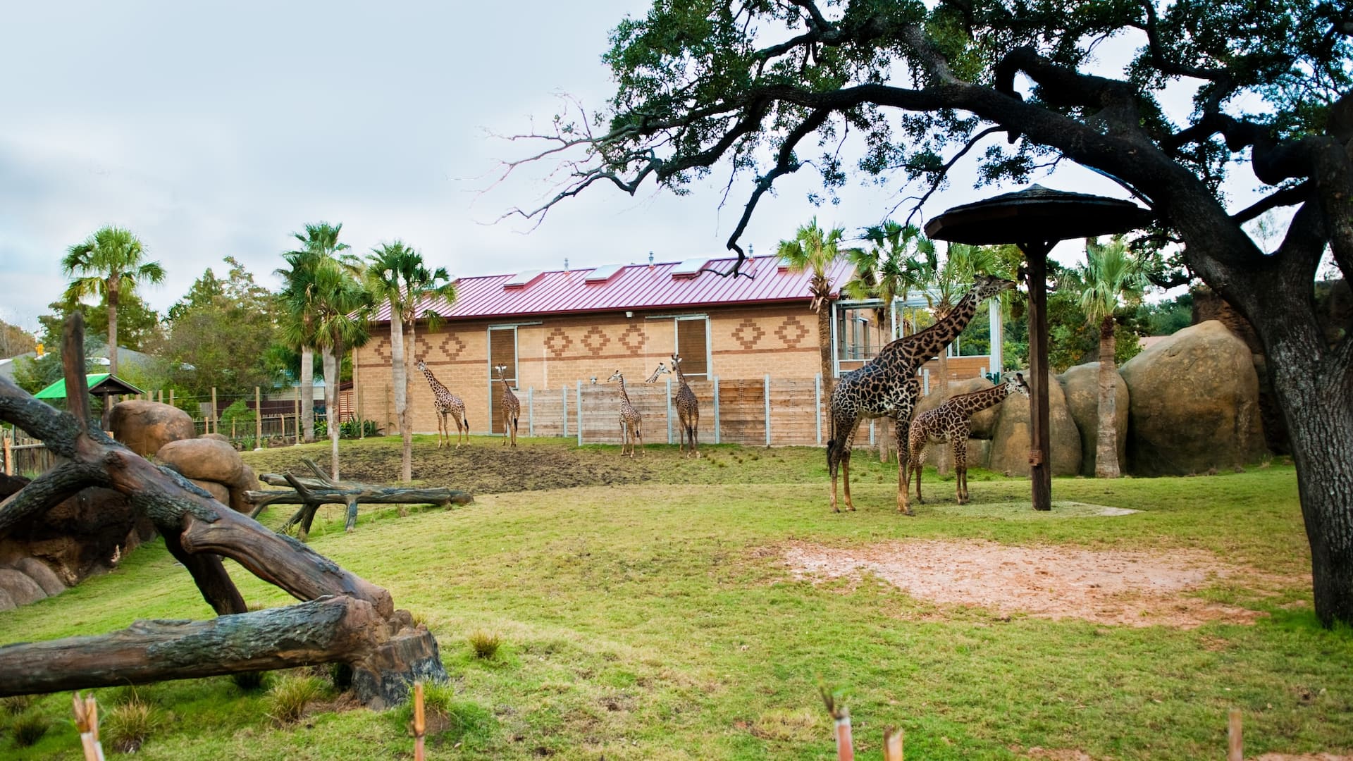 Hyatt Regency Houston Zoo
