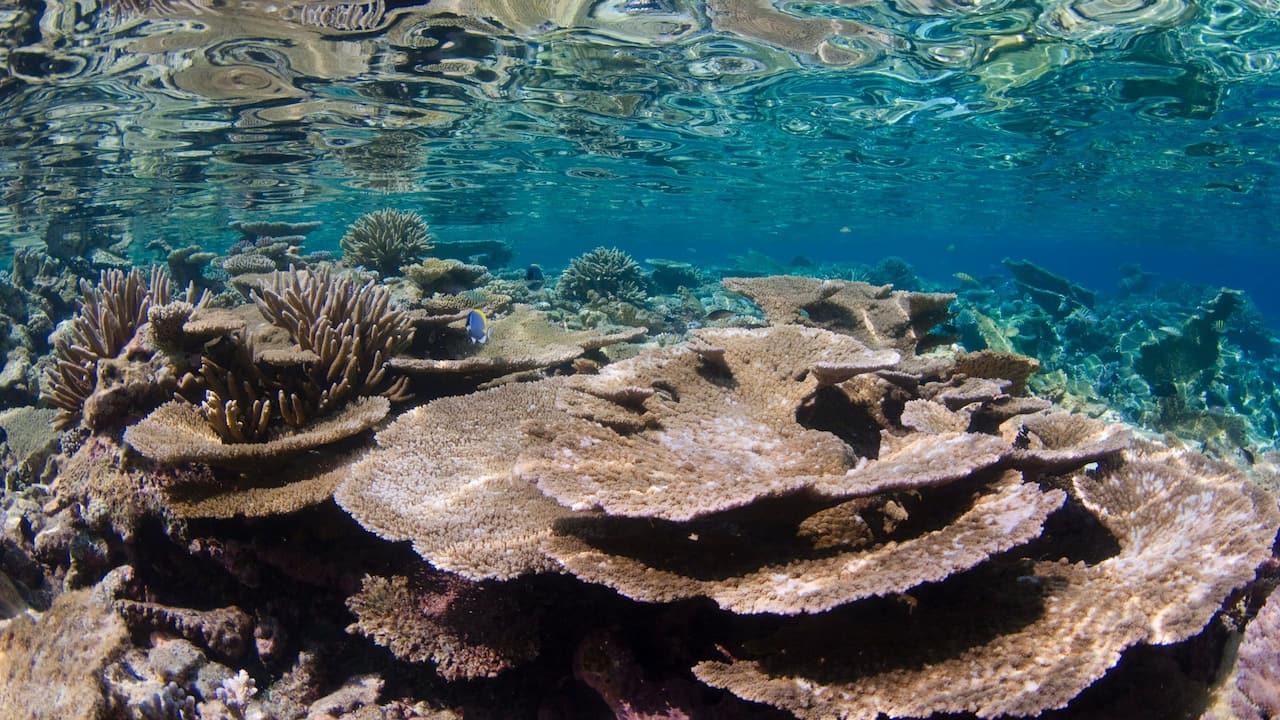 Reef exploration