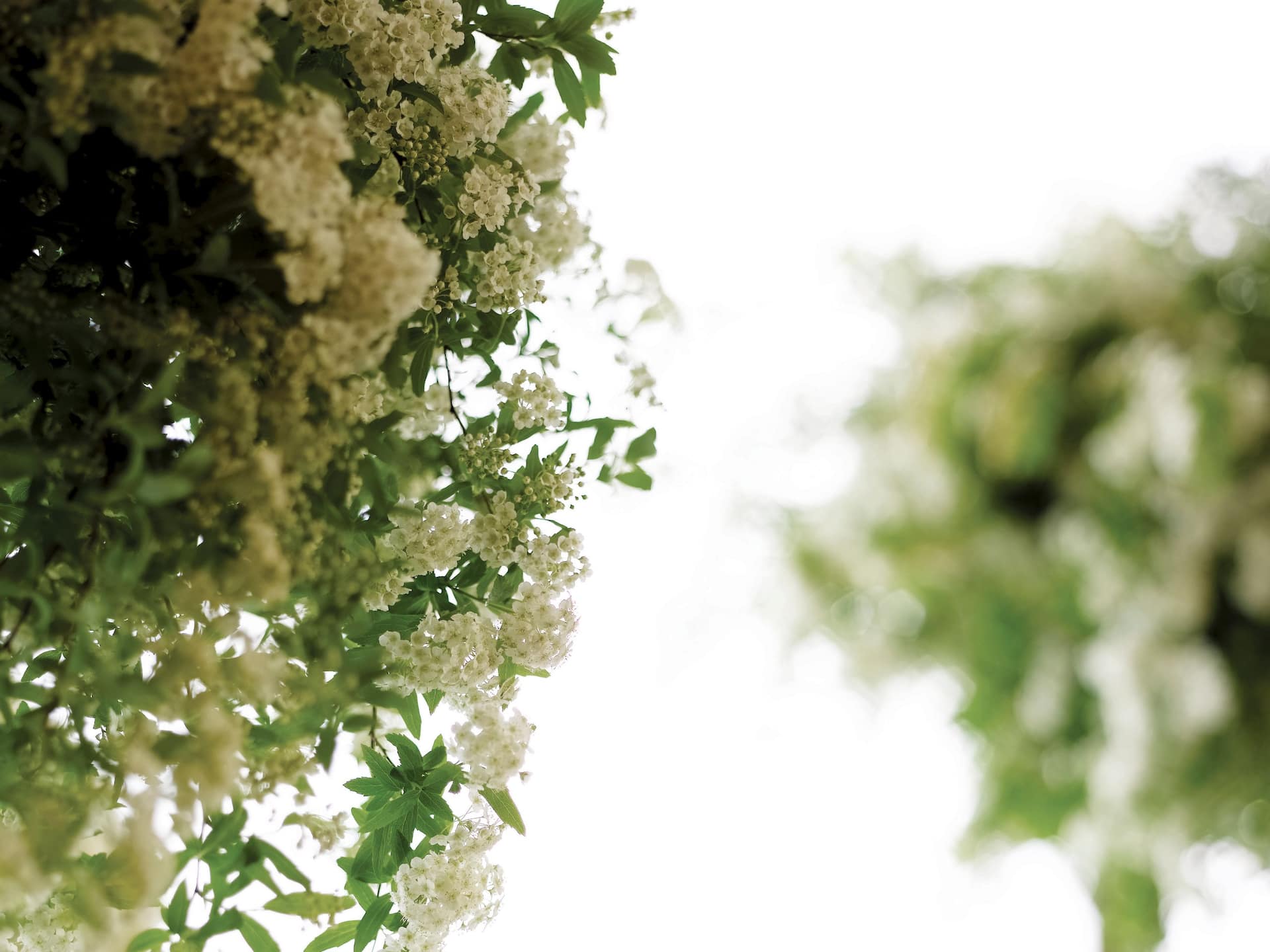 Park Hyatt Busan Wedding Flowers Detail