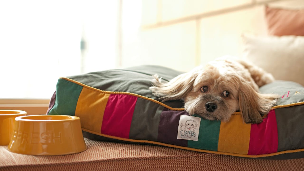 Dog Laying Window Bench
