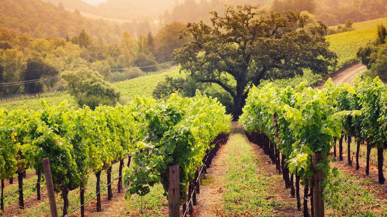 A Perfect Day In Napa Valley A Perfect Day In Napa Valley