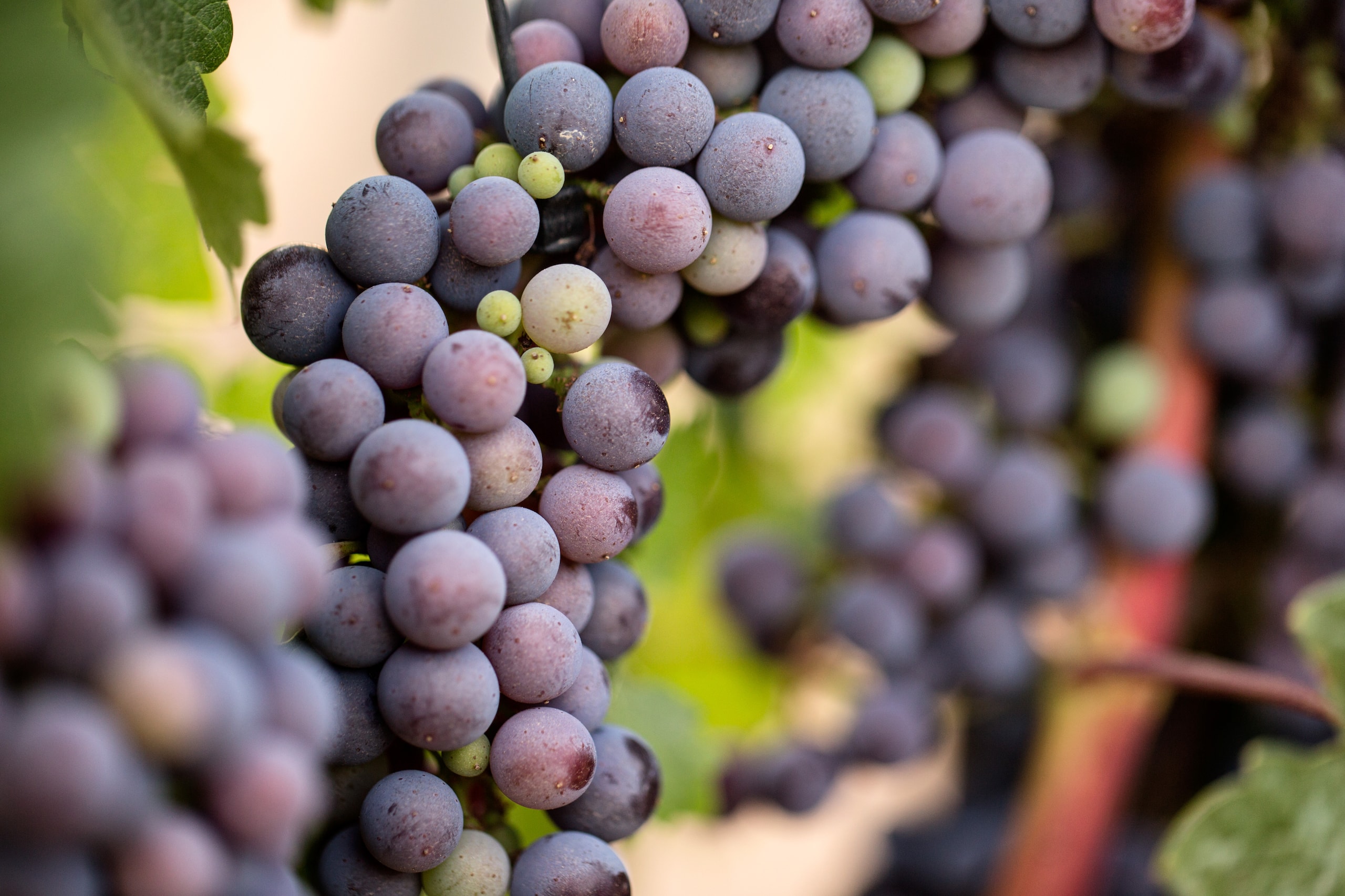 Andaz Napa Grapes