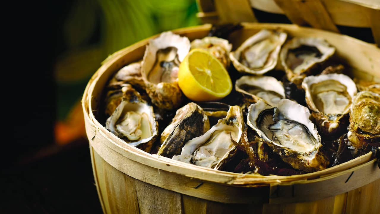 Oysters