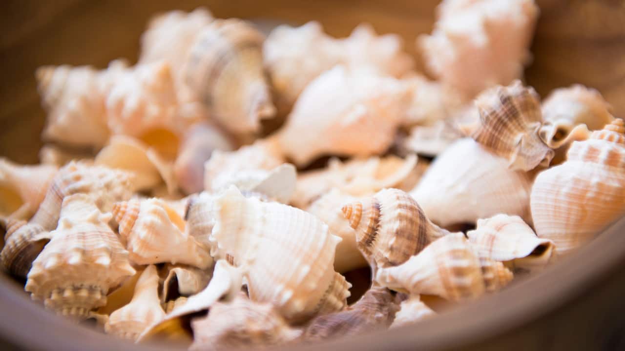 CUNPC_P006 Seashells