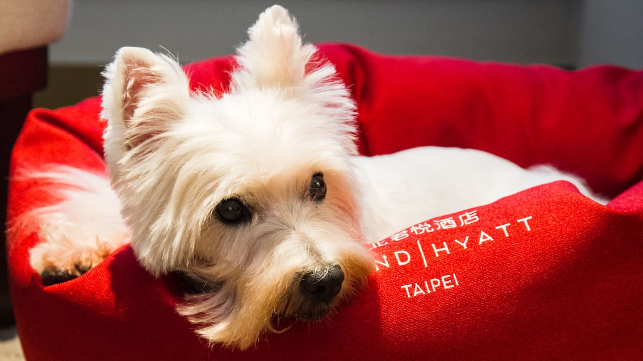 Pet Friendly Room Dog Next to Food