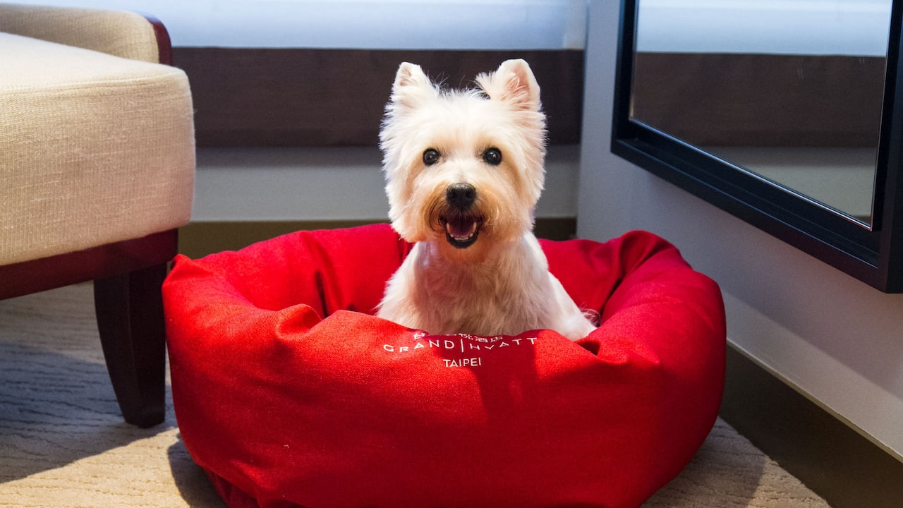 Pet Friendly Room Dog Next to Food