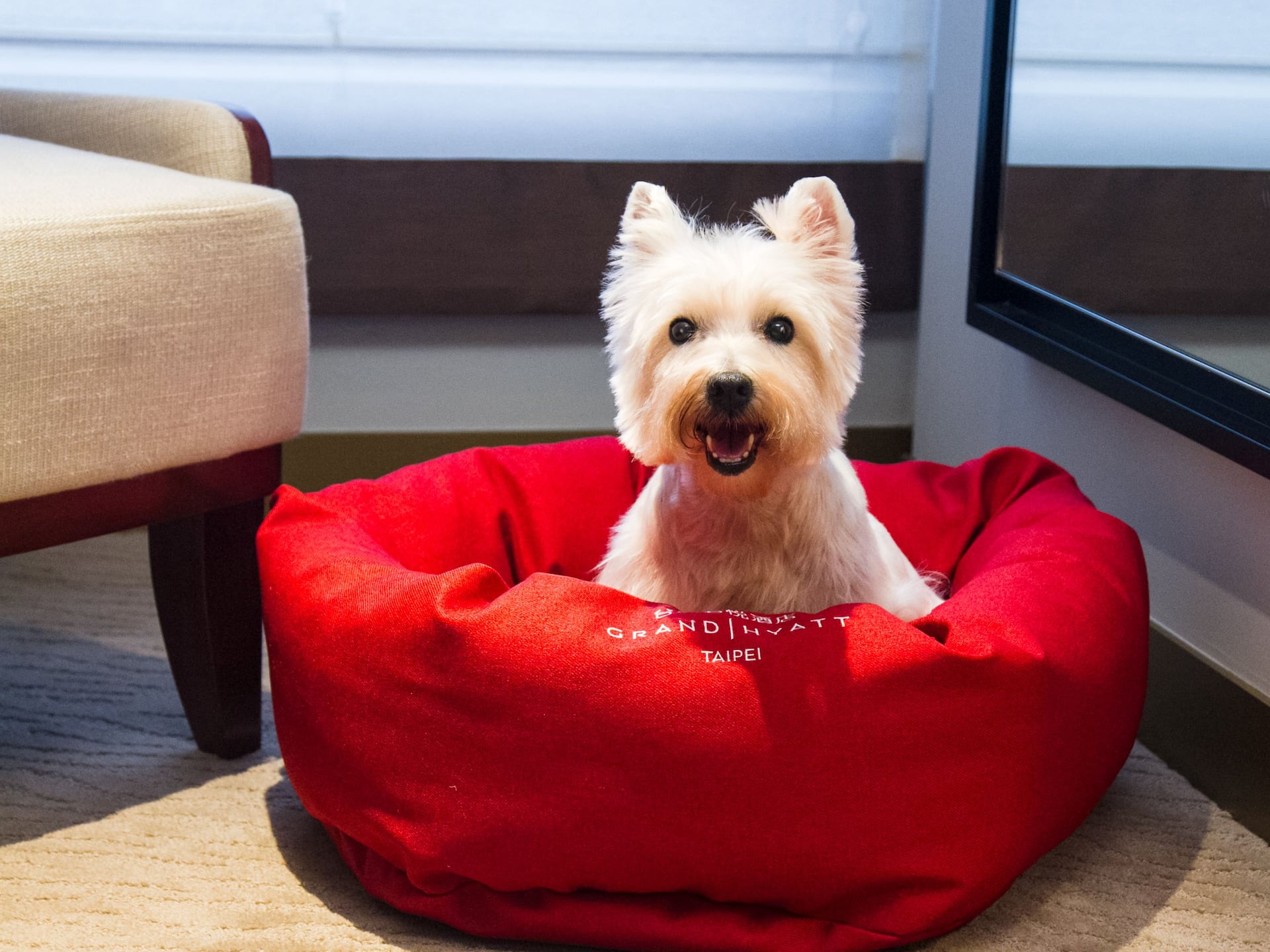 Grand Hyatt Taipei Pet Friendly Room Dog Smile