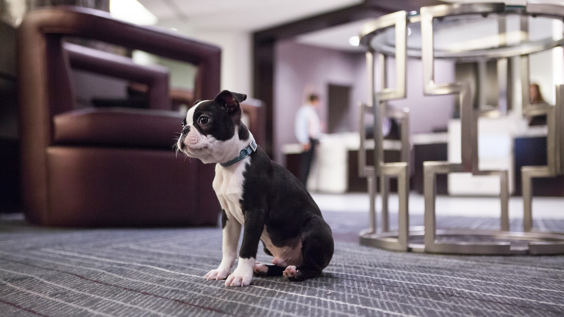Hyatt Regency Boston HRB Mascot Remi