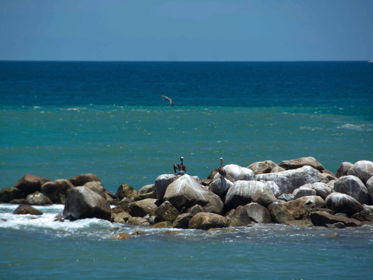Pelicans