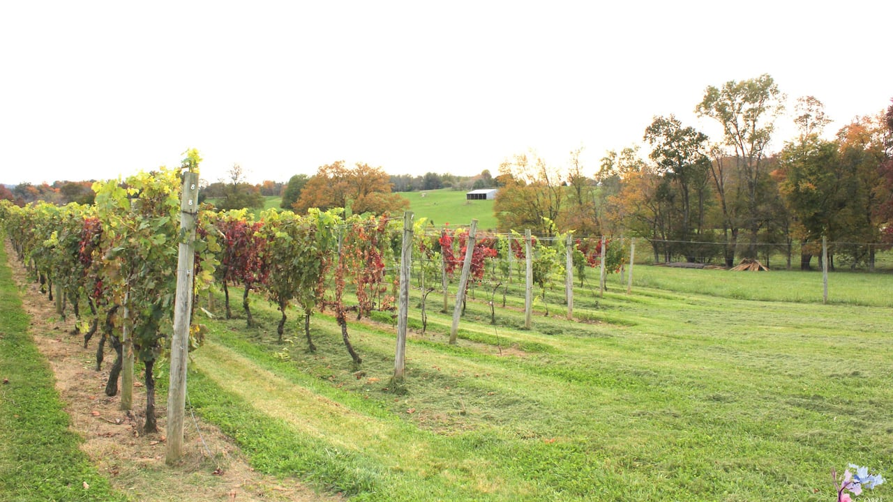 Fall at Greenhill Winery