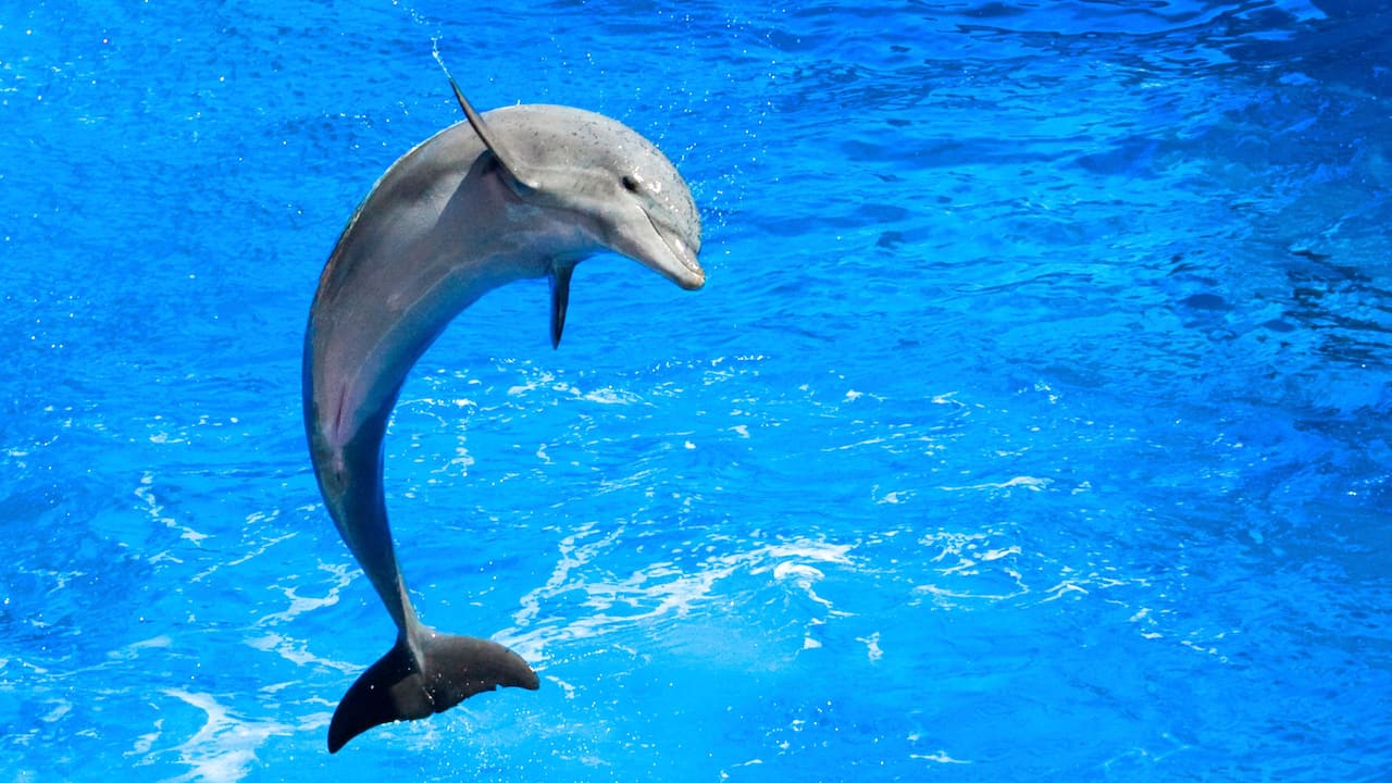 SeaWorld dolphin show