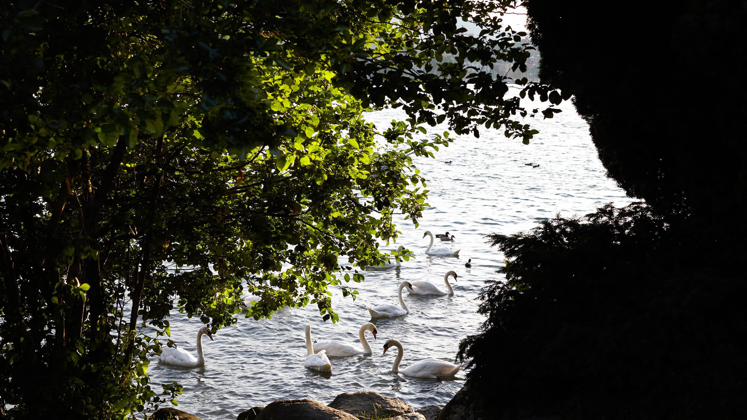 Park Hyatt Zurich Lake and Swan C