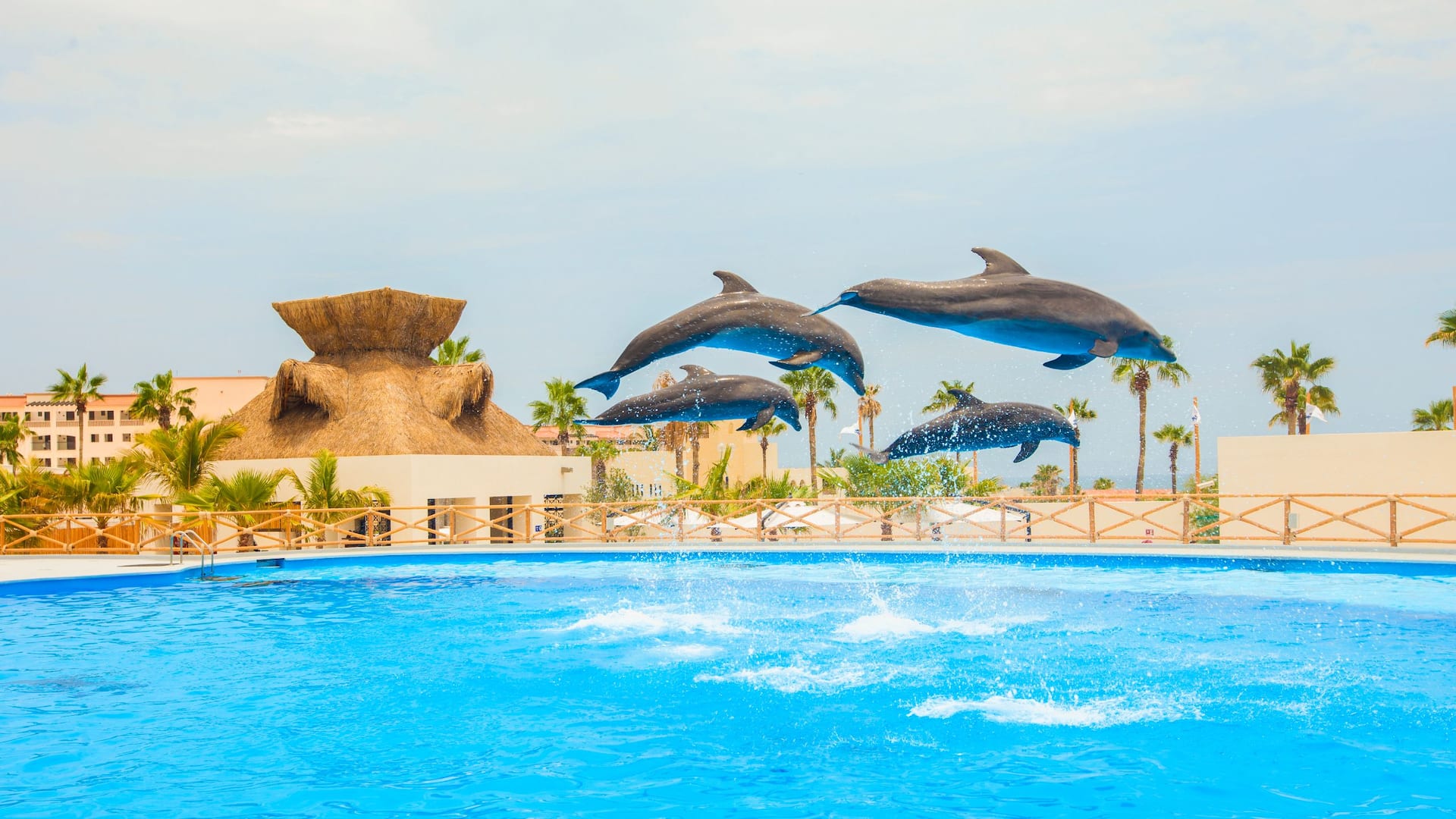 Hyatt Place Los Cabos Dolphins
