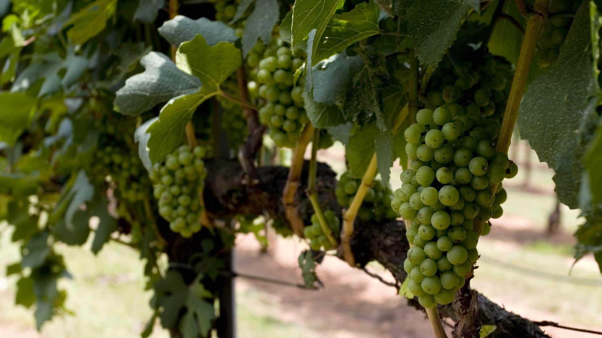 Hyatt House Fishkill/Poughkeepsie Wine Vineyard in Hudson Valley