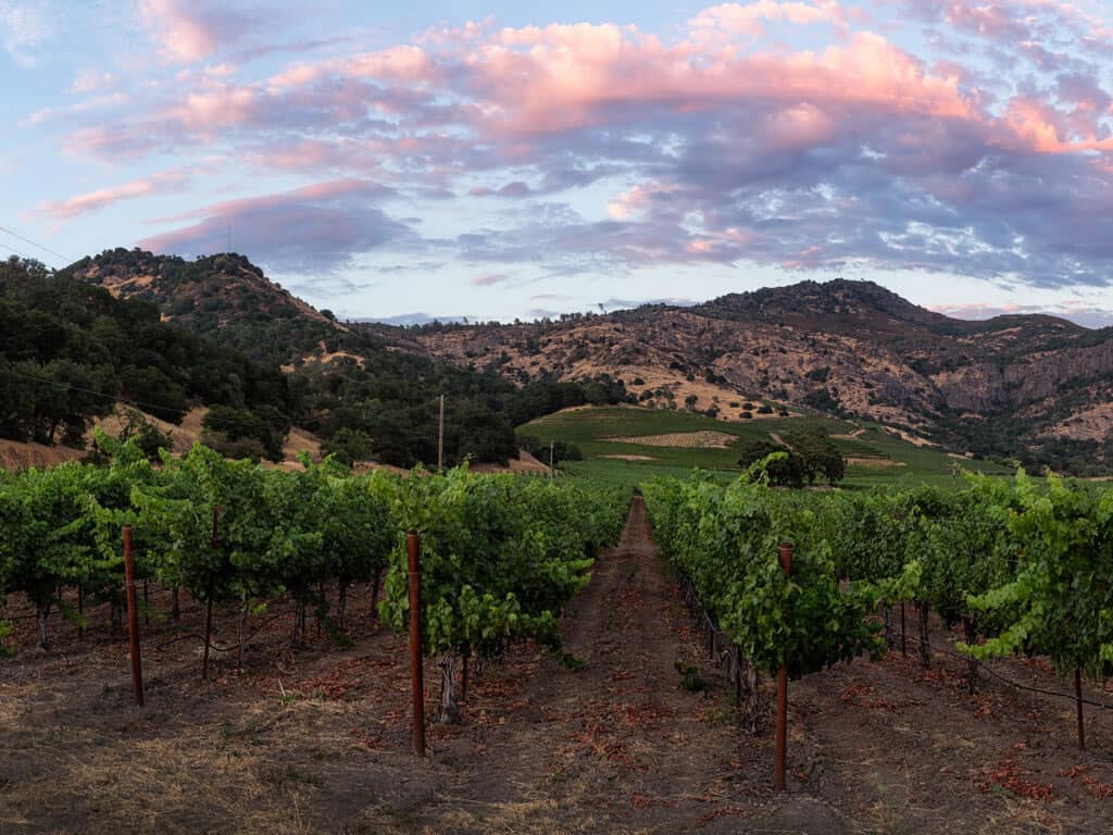 Andaz Napa Vineyard Pano
