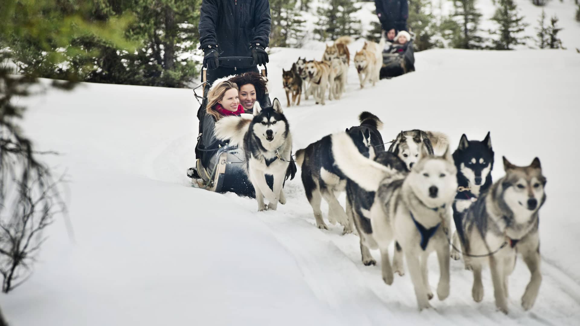 Hyatt Regency Calgary Dog Sledding