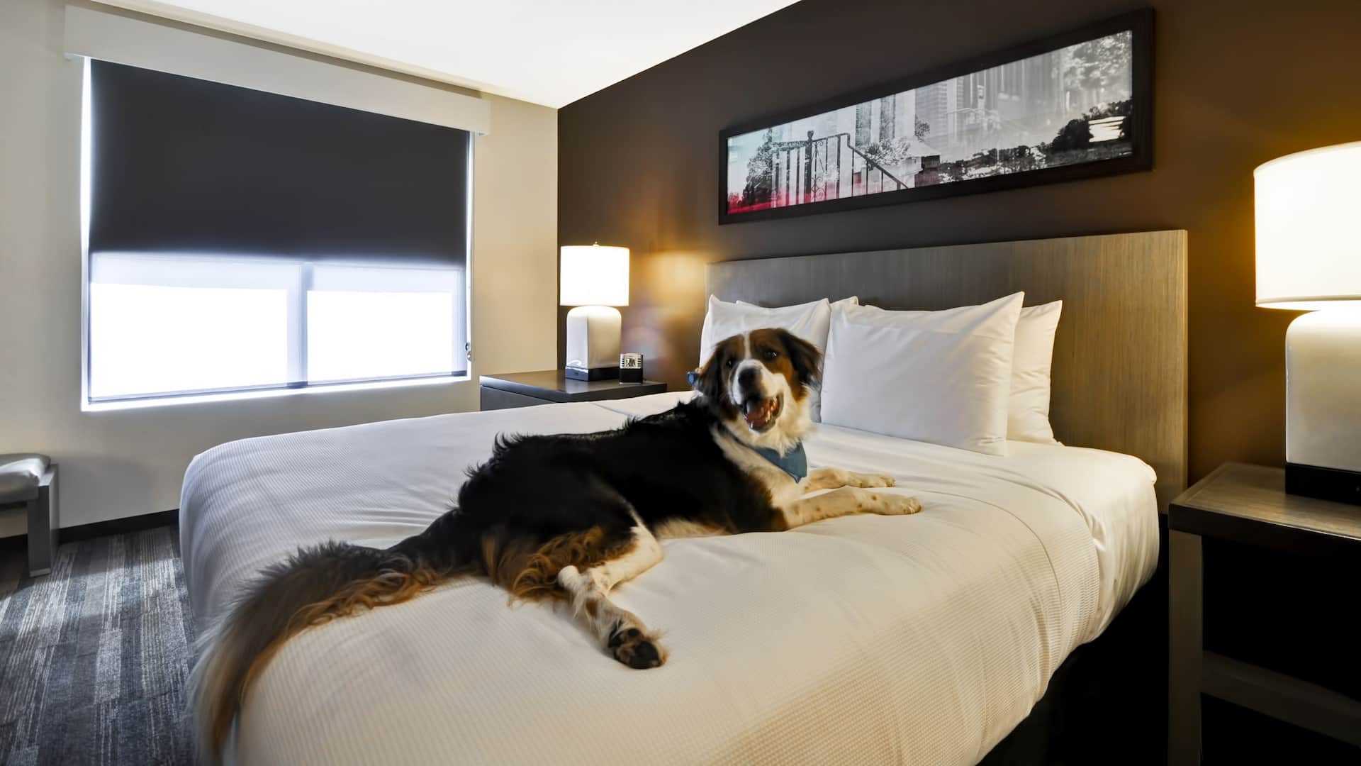Hyatt House Atlanta/Cobb Galleria King Pet