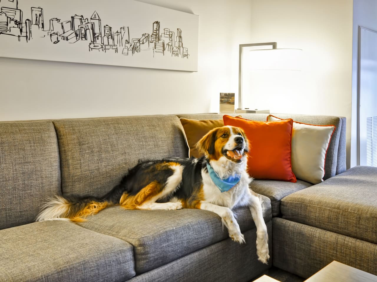 Dog on the bed