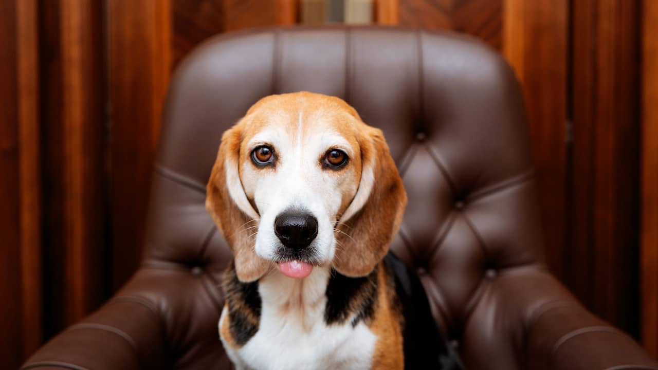 Shutterdogs Office Dog on Chair