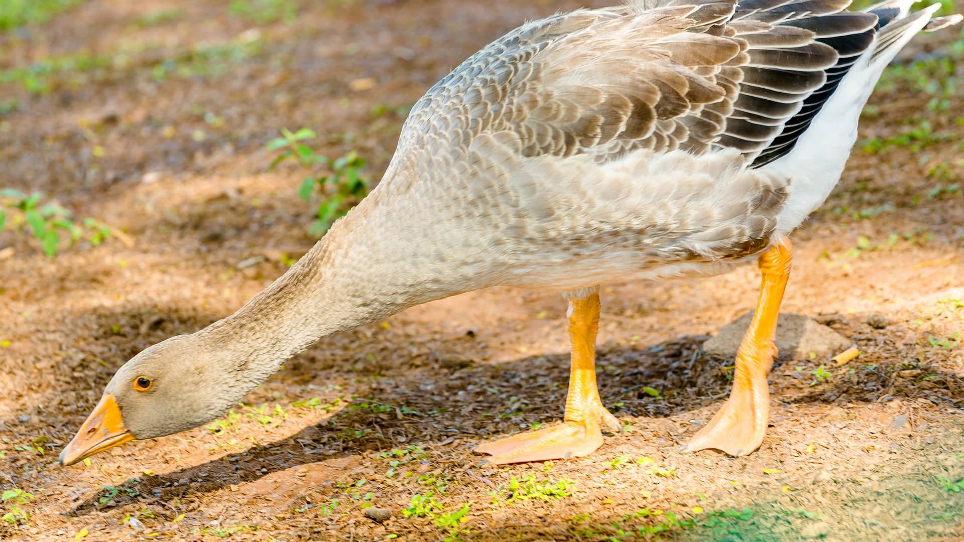 Hyatt Place Sao Jose do Rio Preto Destination Represa Goose