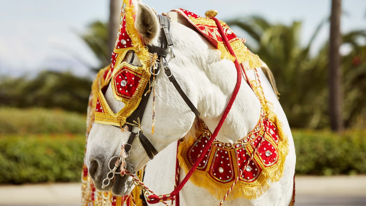 Events Horse