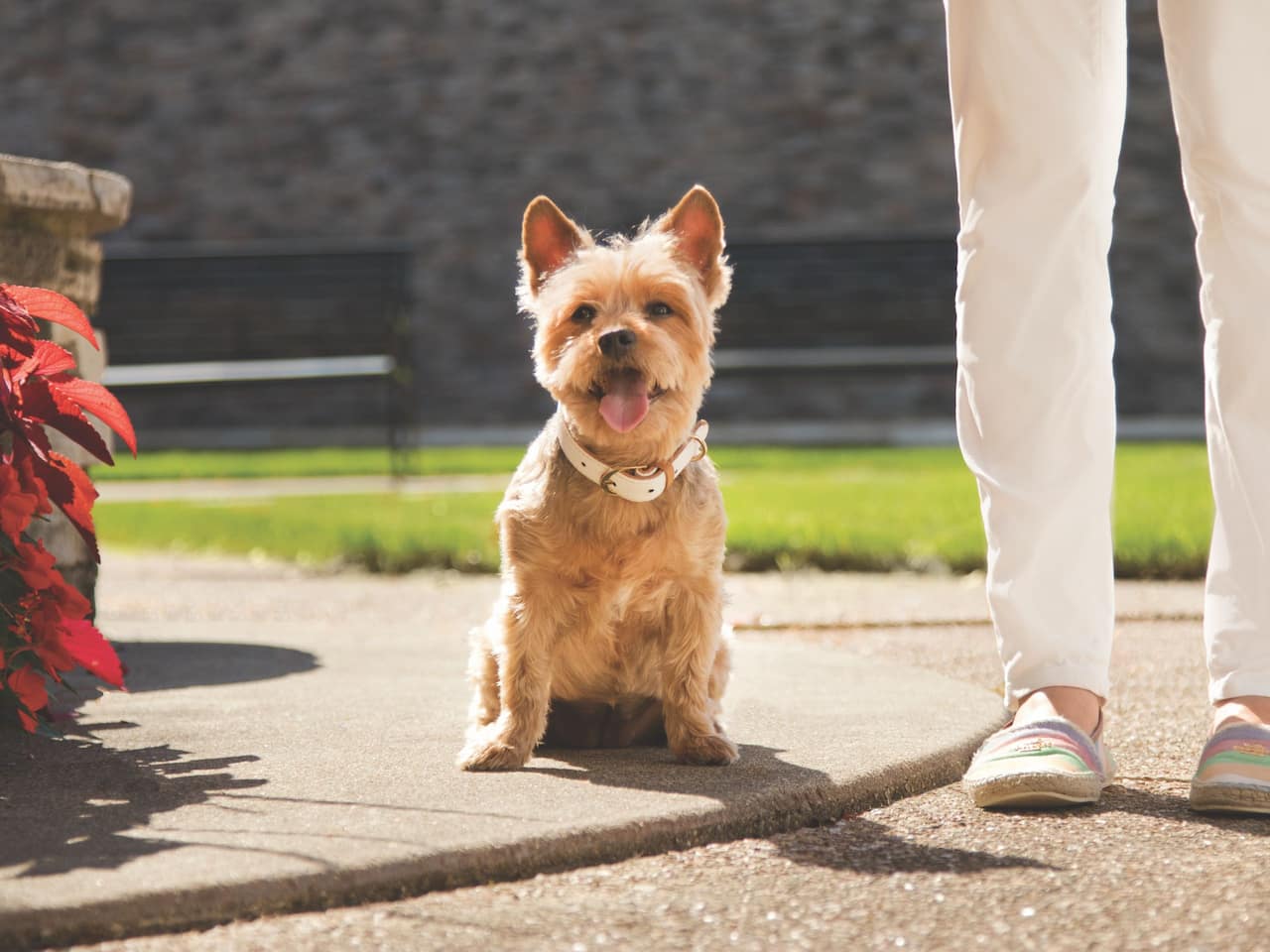 Dog on sidewalk