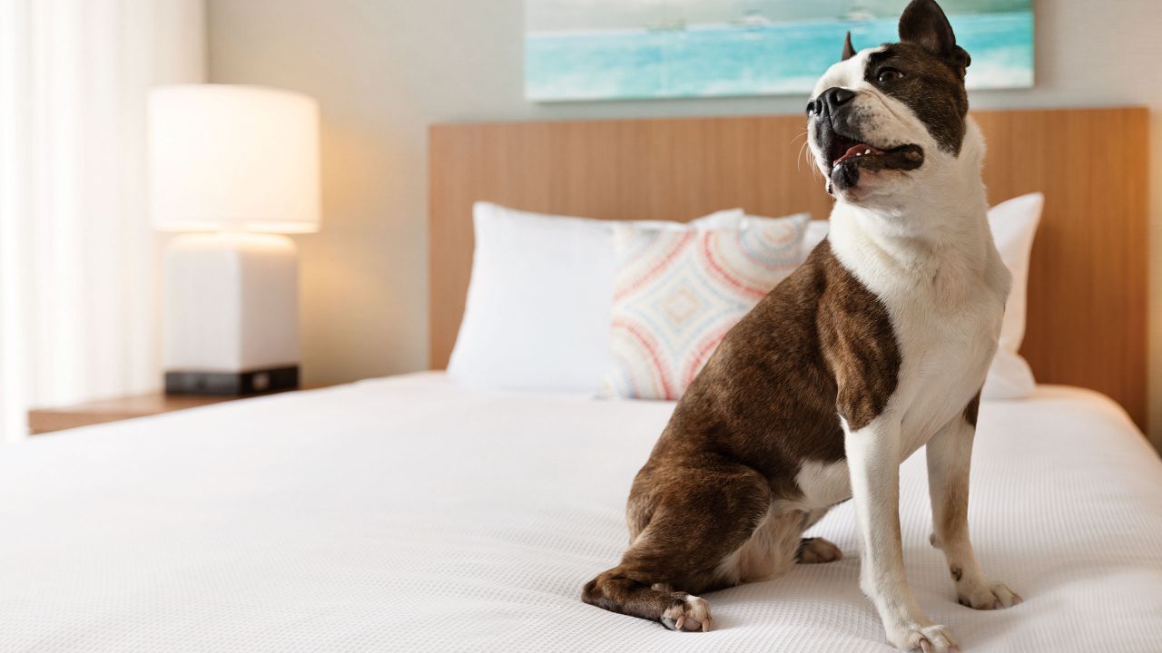 Virginia Beach Oceanfront Hotel Near Boardwalk Hyatt House Hyatt House Family With Dog