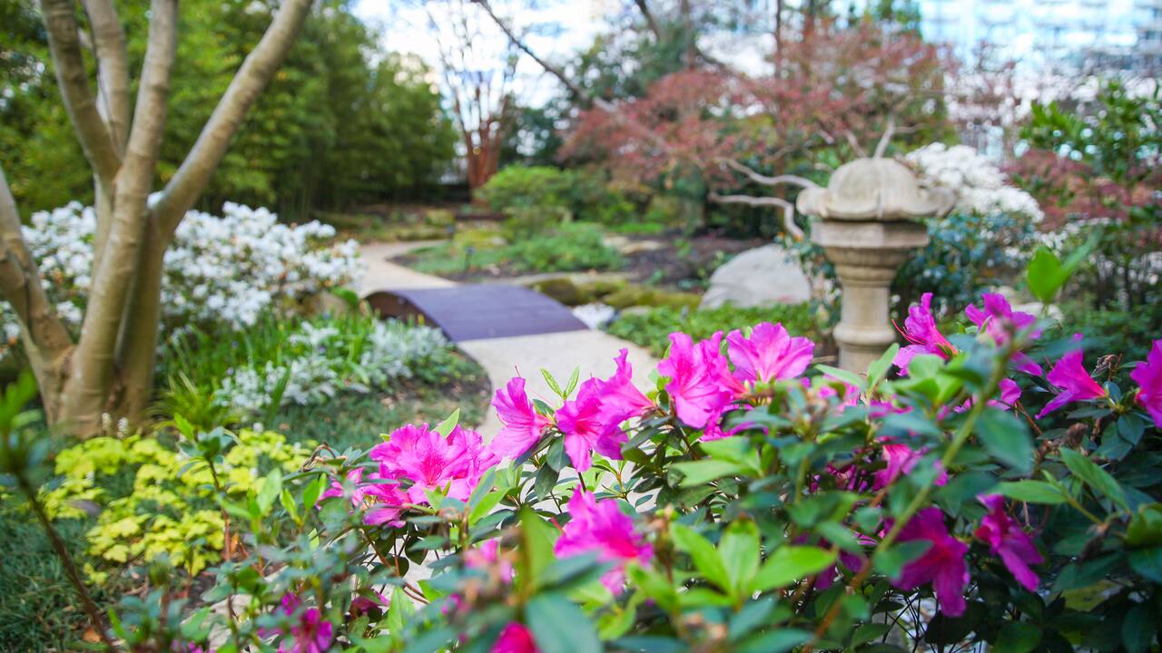 Japanese Zen Garden with flowers, trees and a pathway