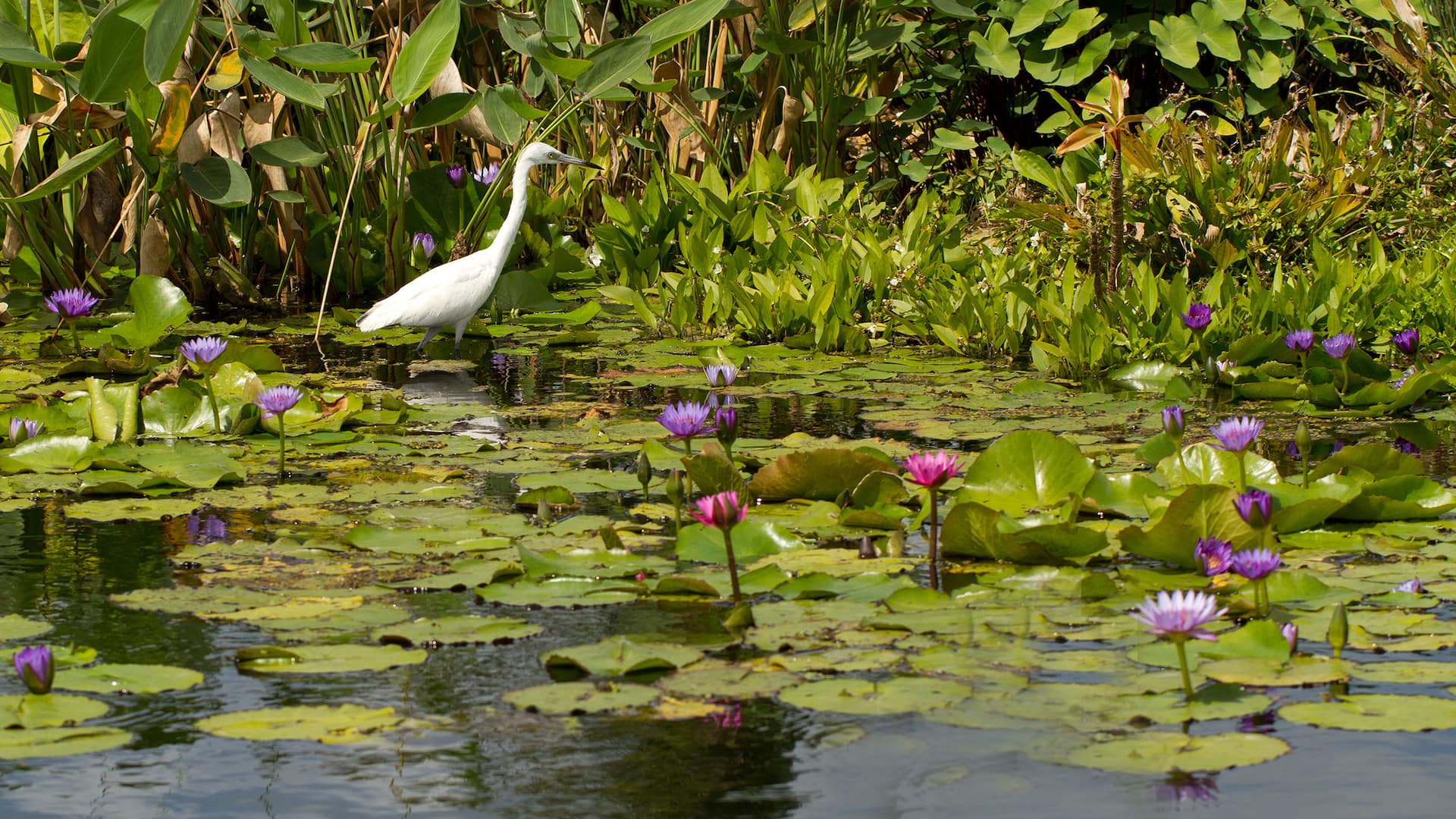 Hyatt House Naples/5th Avenue Everglades