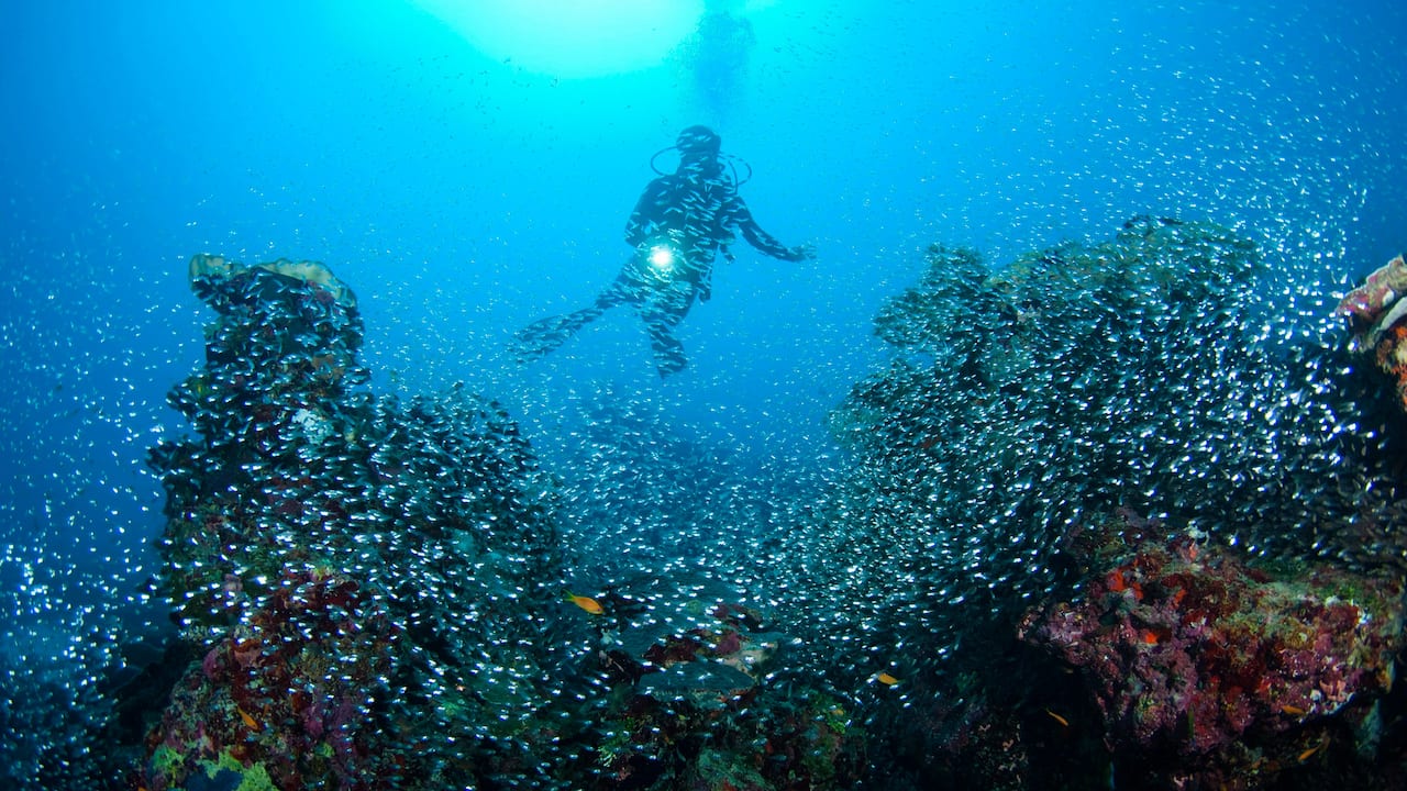 Best Dive Resorts Maldives