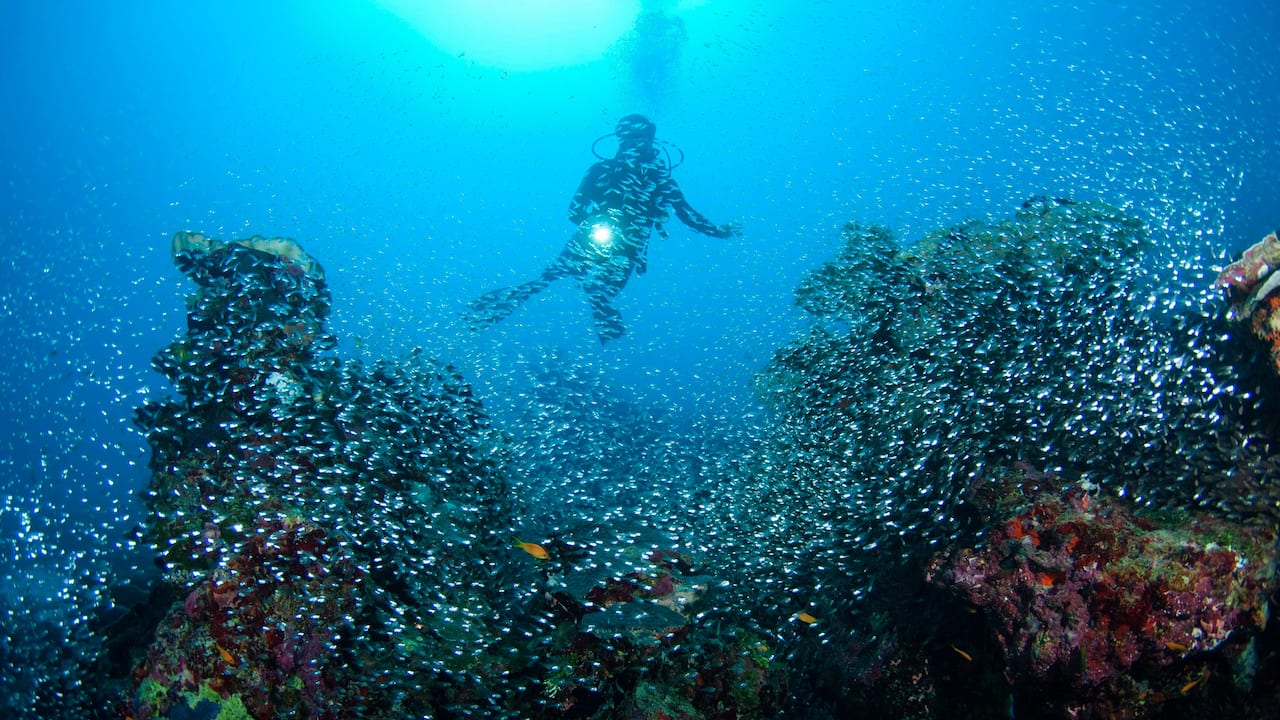Scuba Diving
