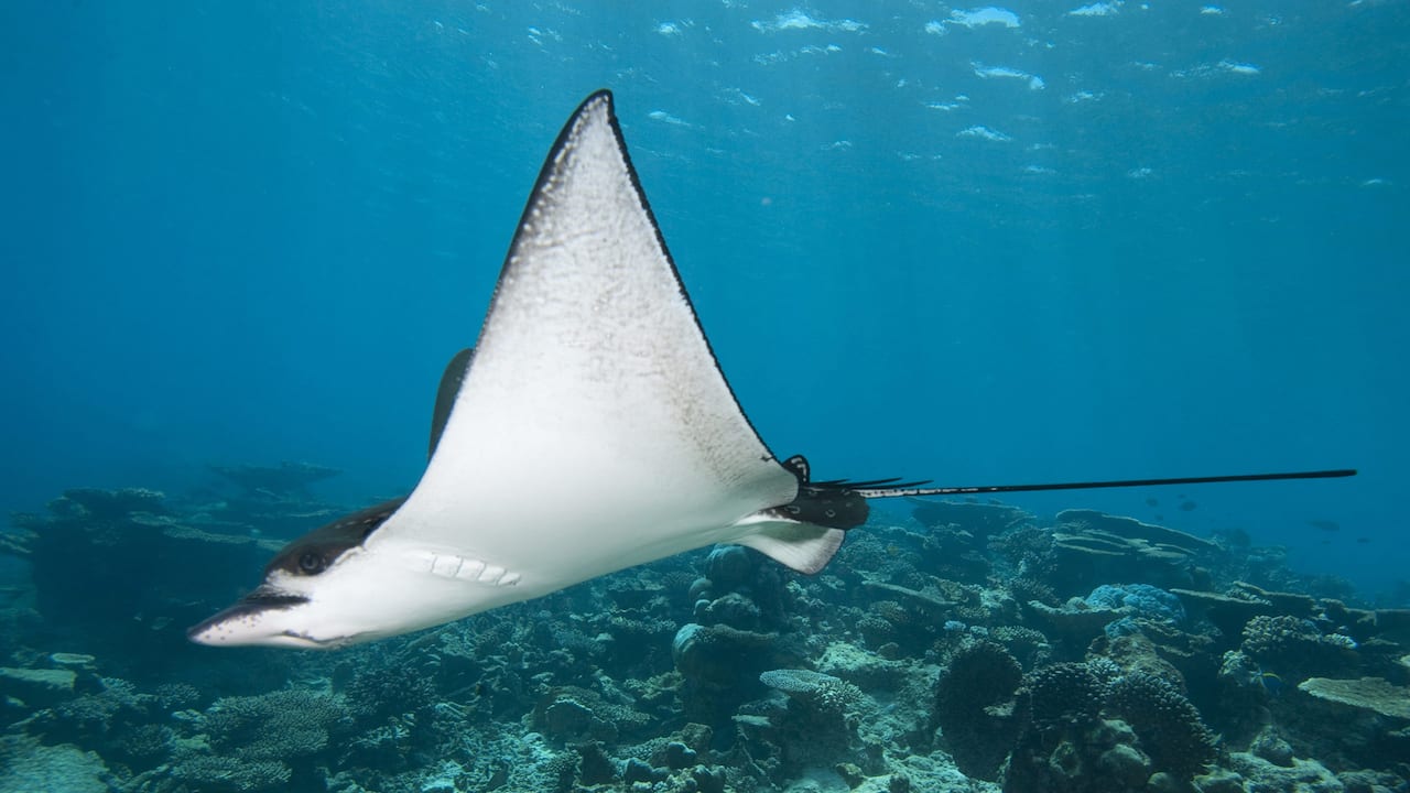 Sting Ray