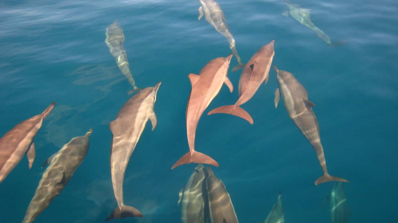 Luxury maldives resort Dolphin experience trip