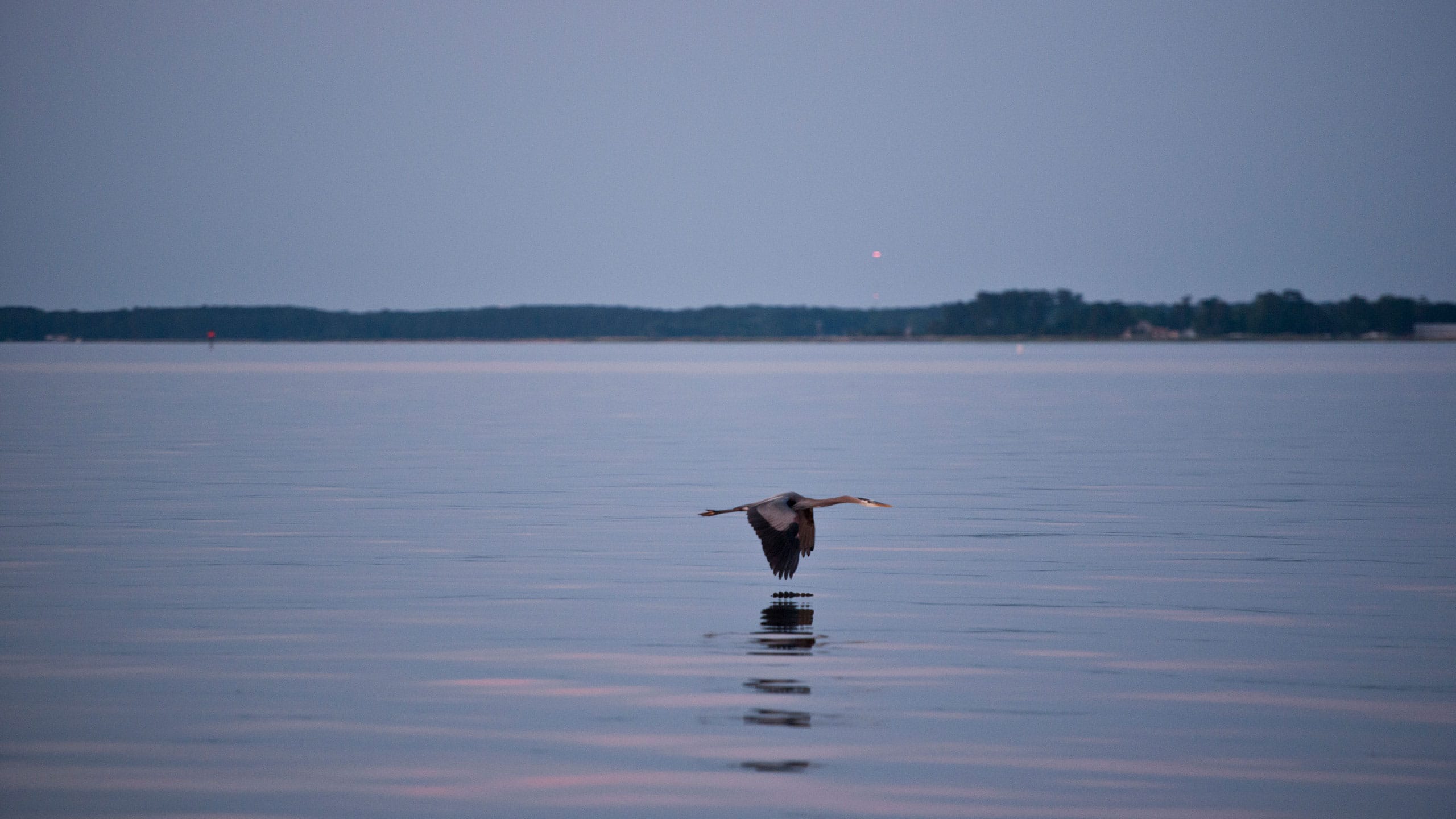 Hyatt Regency Chesapeake Bay Golf Resort, Spa and Marina Blue Heron