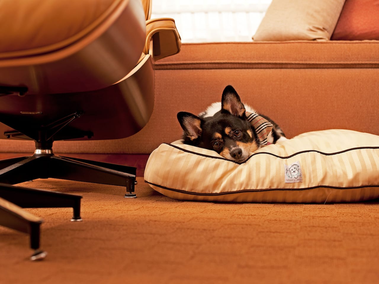 A furry friend happily resting on their comfortable dog bed at our Hyatt Regency Barcelona Tower.