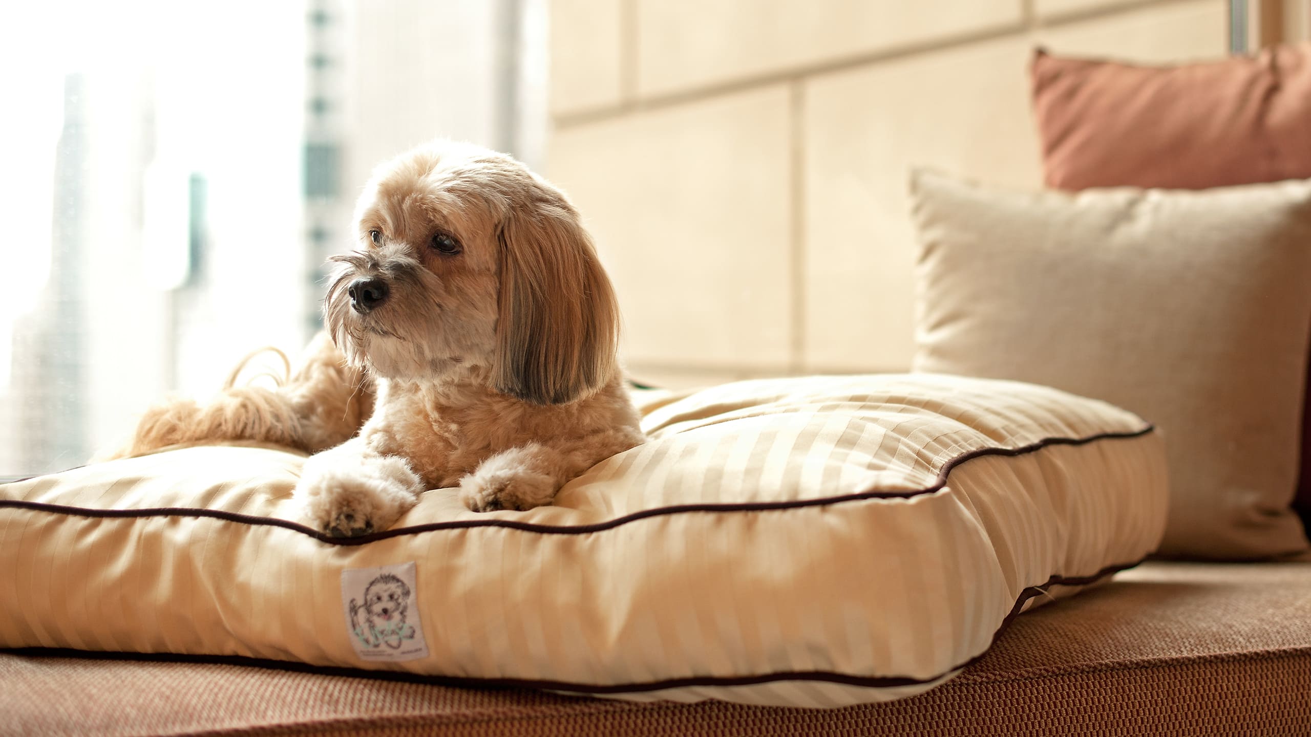 Global PETPRG_P002 Dog Laying Window Bench