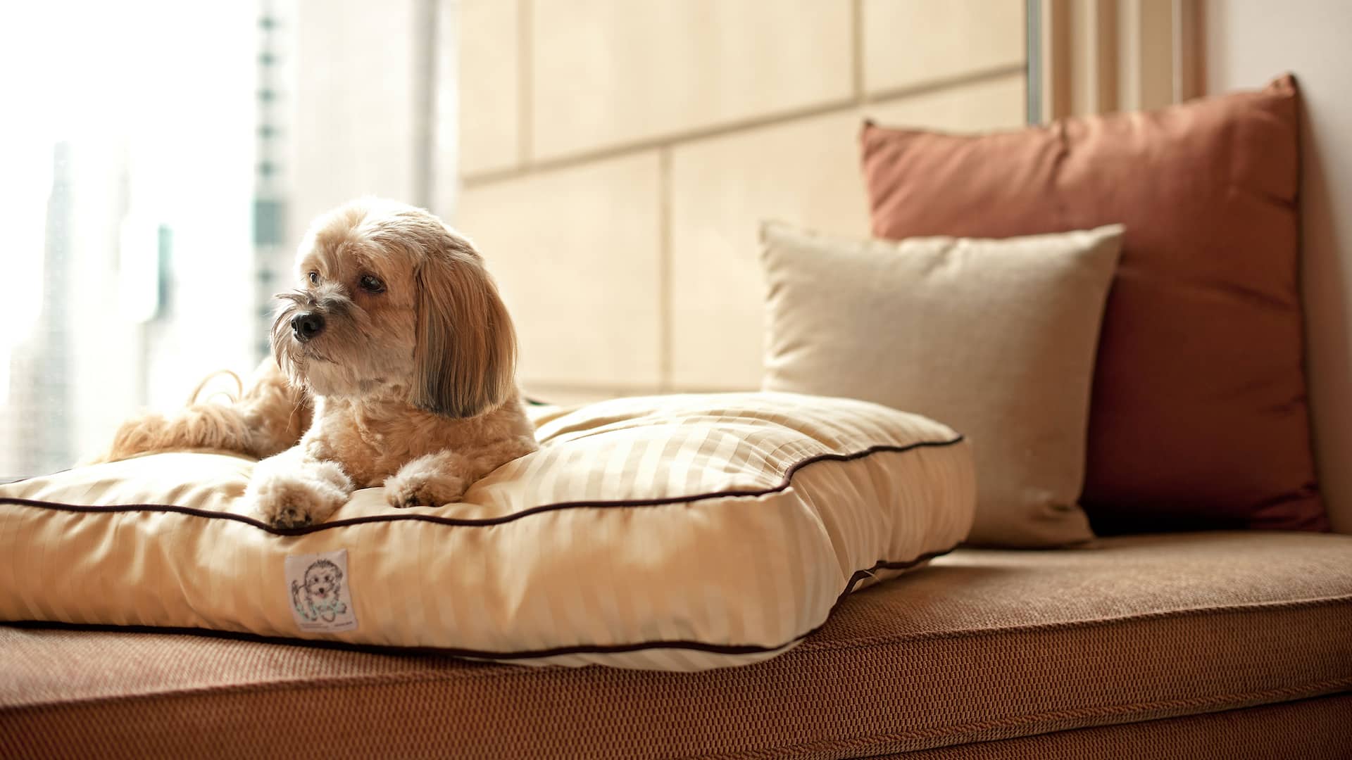 Dog Laying Window Bench