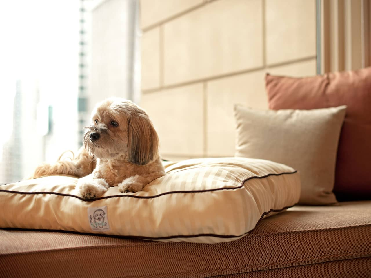 Dog on couch 