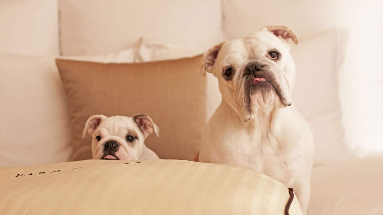 For The Love of Pet Package For The Love of Pet Package