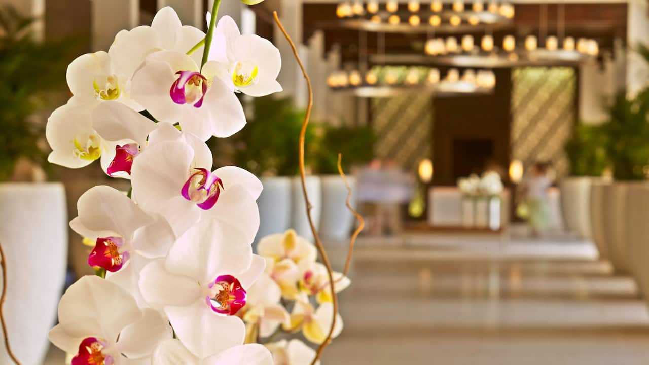 Orchids detail in front of the Hyatt Regency Aruba lobby