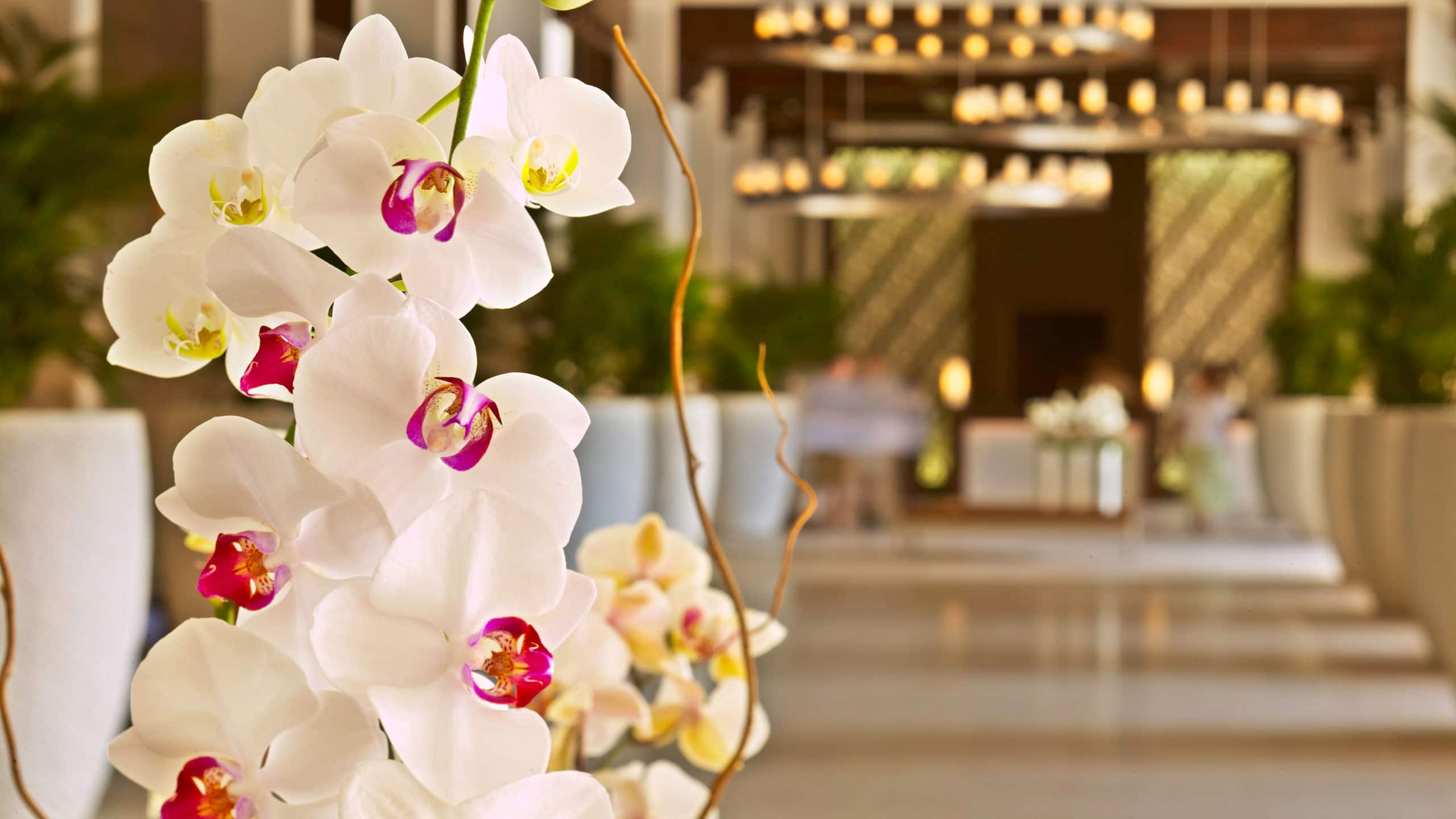 Hyatt Regency Aruba Resort Spa and Casino Orchids Lobby
