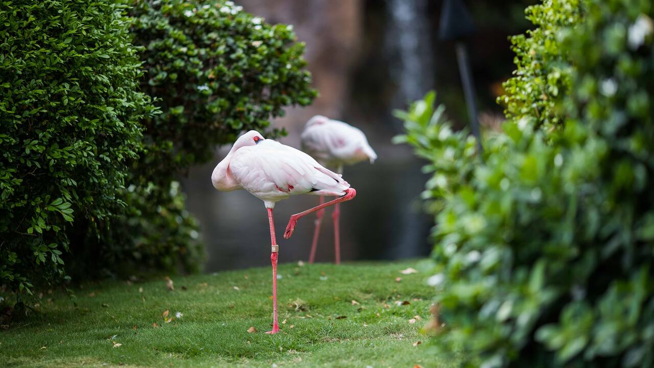 Two flamingos in the Oriental Gardens