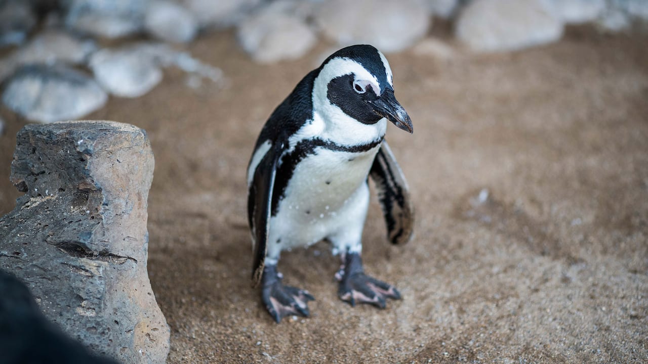 African black-footed penguin that lives at the resort