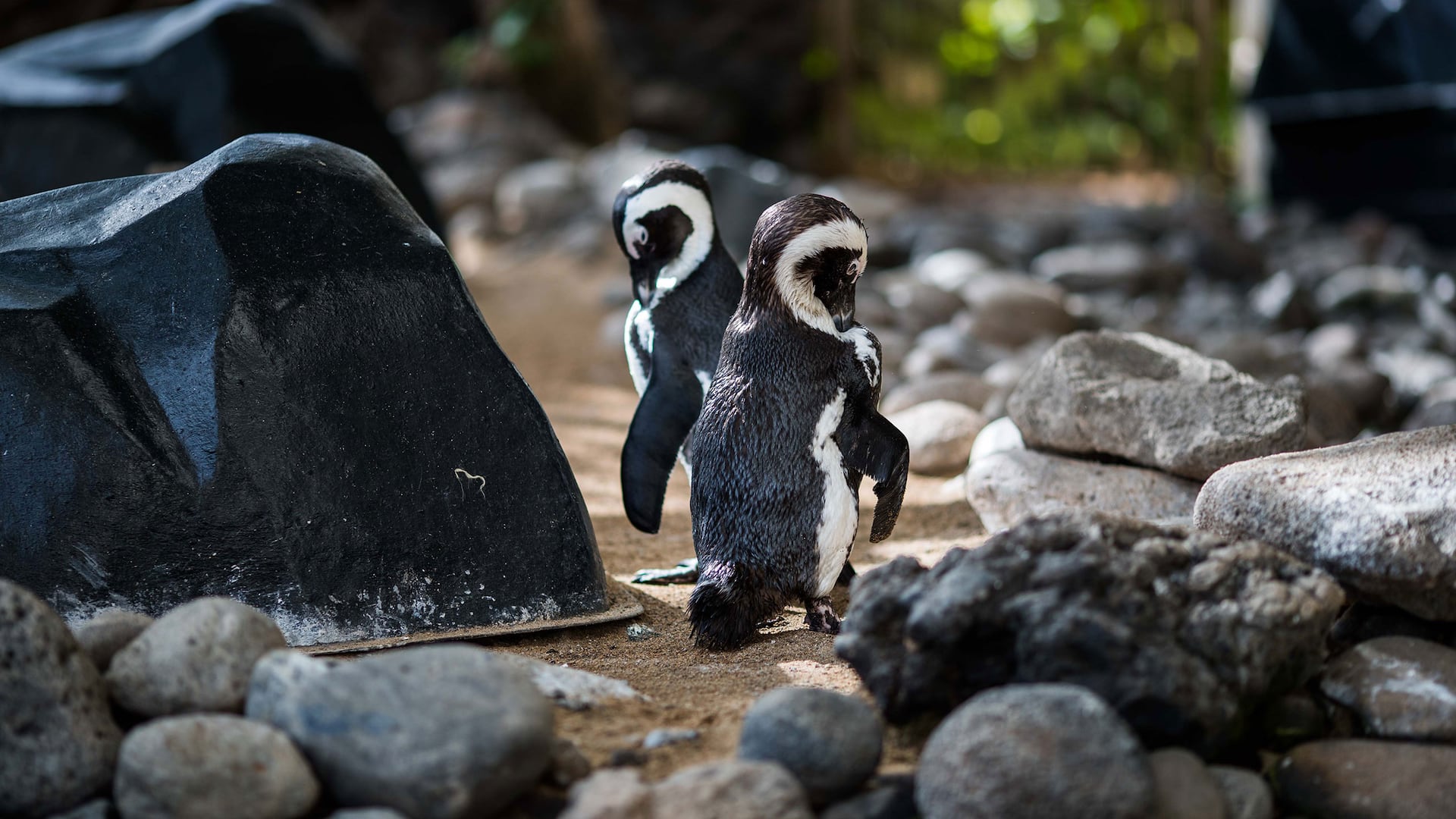 Hyatt Regency Maui Resort and Spa Penguin Couple