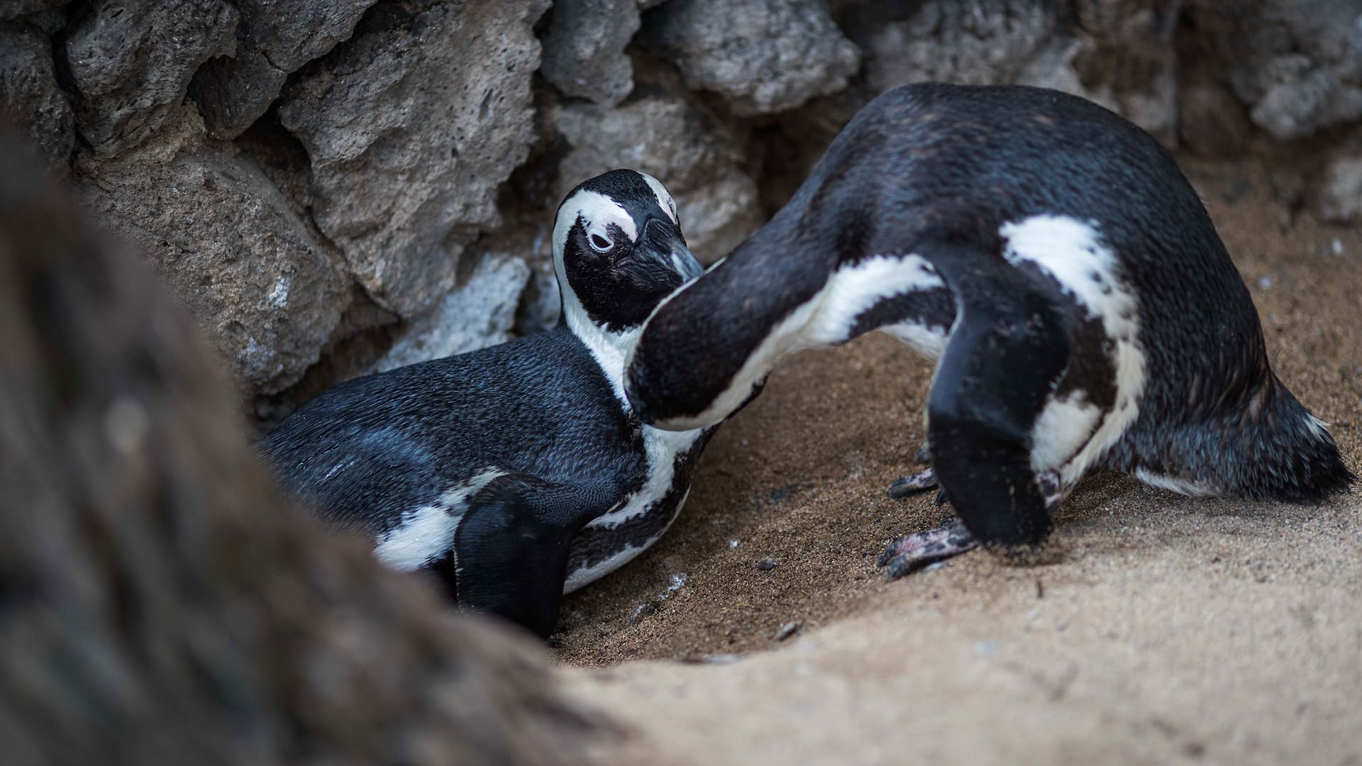 Hyatt Regency Maui Resort and Spa Penguin Mai