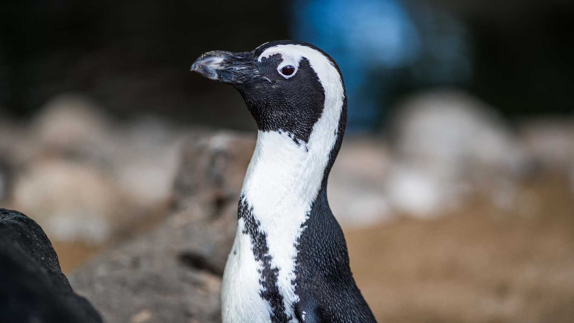 Hyatt Regency Maui Resort and Spa Penguin