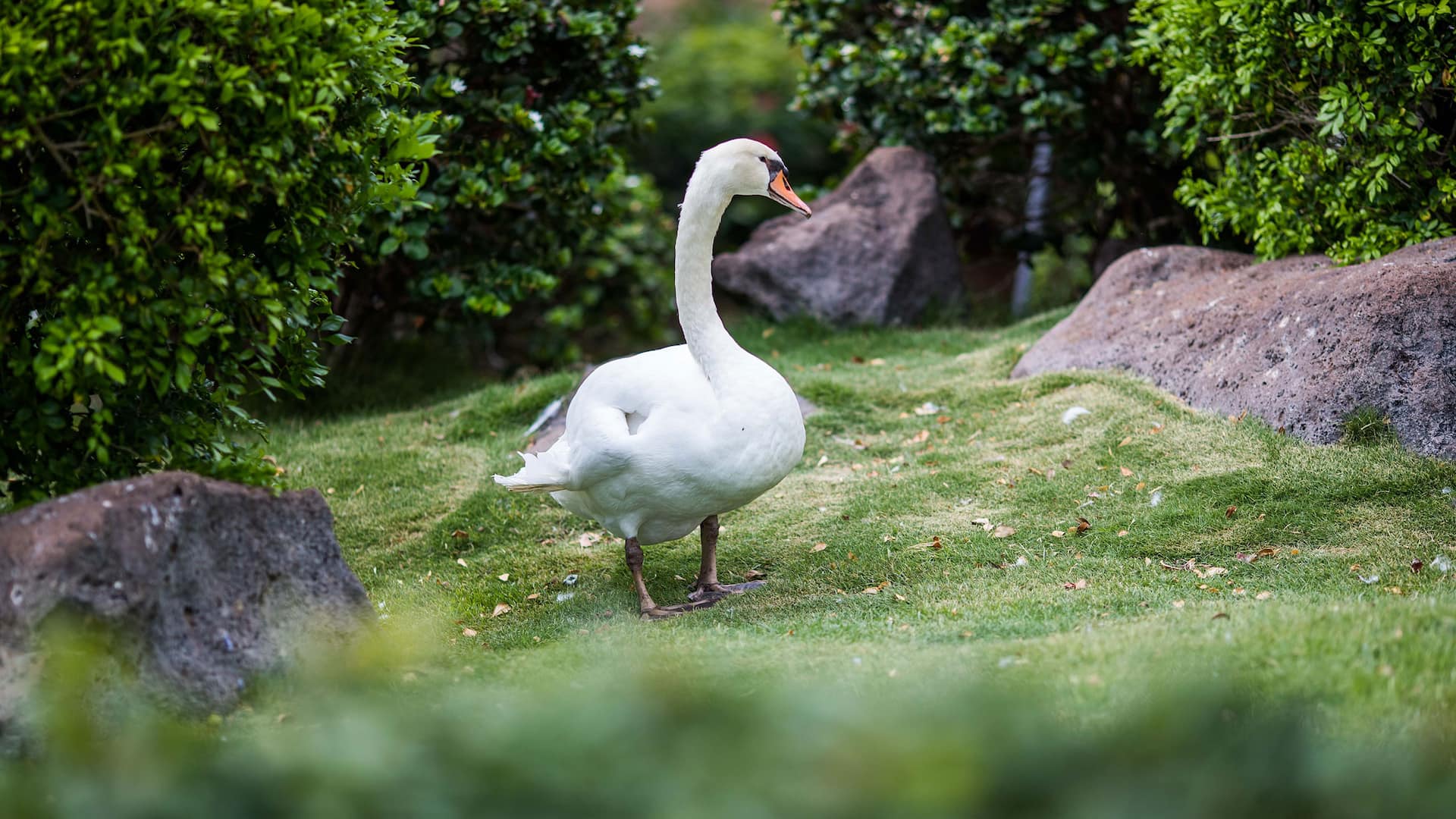 Hyatt Regency Maui Resort and Spa Swan Garden