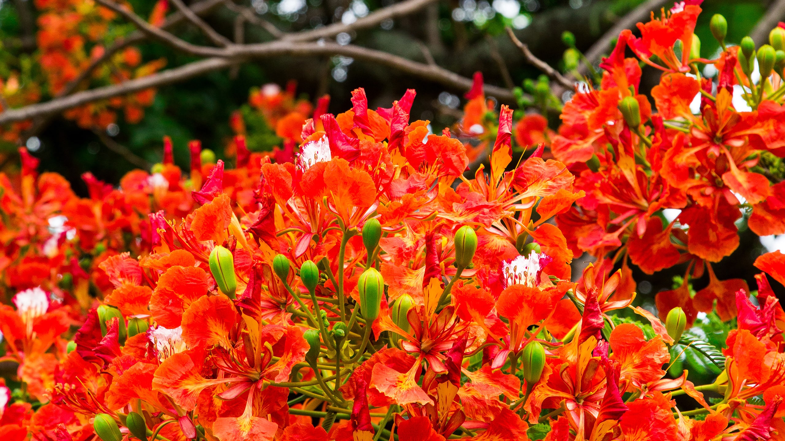 Park Hyatt St. Kitts Christophe Harbour Poinciana Tree